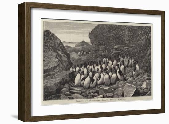 Penguins at Inaccessible Island, Tristan D'Acunha-Samuel Edmund Waller-Framed Giclee Print