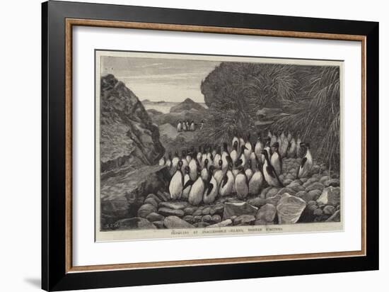 Penguins at Inaccessible Island, Tristan D'Acunha-Samuel Edmund Waller-Framed Giclee Print