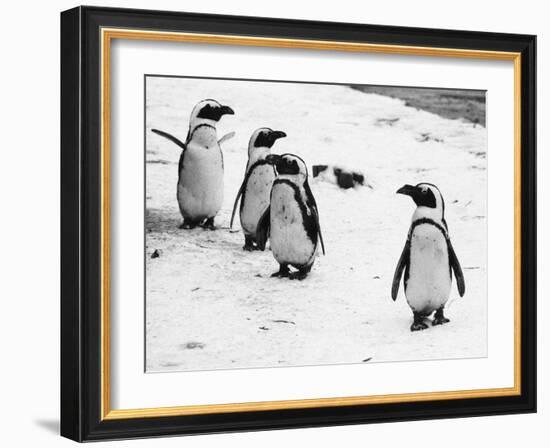 Penguins at London Zoo 1970-Arthur Sidey-Framed Photographic Print