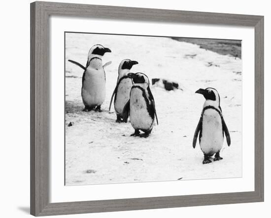 Penguins at London Zoo 1970-Arthur Sidey-Framed Photographic Print