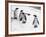 Penguins at London Zoo 1970-Arthur Sidey-Framed Photographic Print