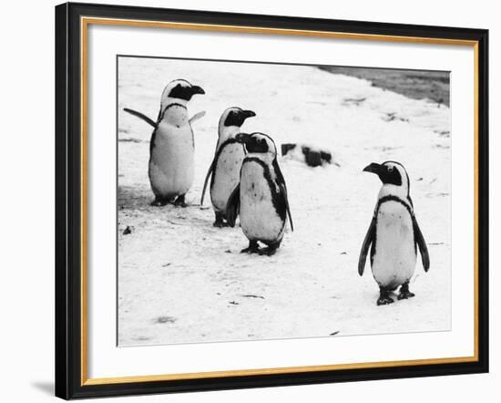 Penguins at London Zoo 1970-Arthur Sidey-Framed Photographic Print