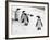 Penguins at London Zoo 1970-Arthur Sidey-Framed Photographic Print