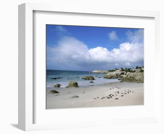 Penguins at the Boulders, Cape Town, South Africa-Bill Bachmann-Framed Photographic Print