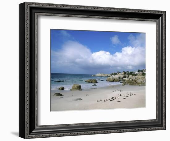 Penguins at the Boulders, Cape Town, South Africa-Bill Bachmann-Framed Photographic Print