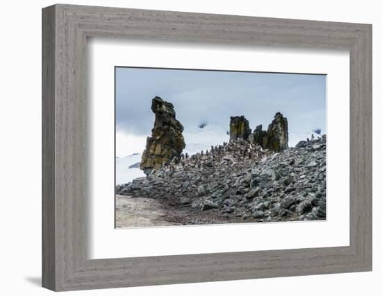 Penguins below dramatic rock formations, Half Moon Bay, South Sheltand Islands, Antarctica, Polar R-Michael Runkel-Framed Photographic Print