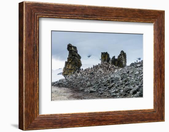 Penguins below dramatic rock formations, Half Moon Bay, South Sheltand Islands, Antarctica, Polar R-Michael Runkel-Framed Photographic Print