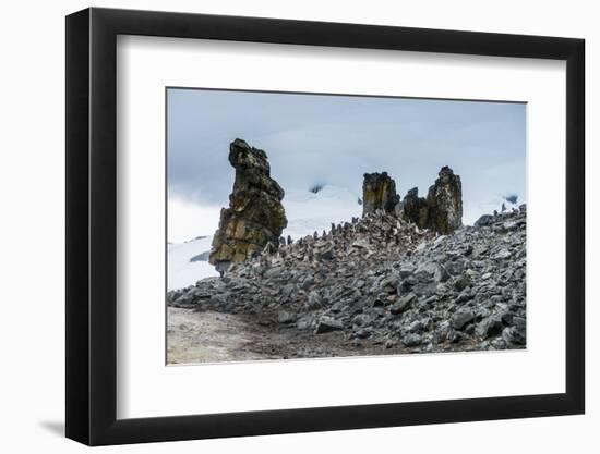 Penguins below dramatic rock formations, Half Moon Bay, South Sheltand Islands, Antarctica, Polar R-Michael Runkel-Framed Photographic Print