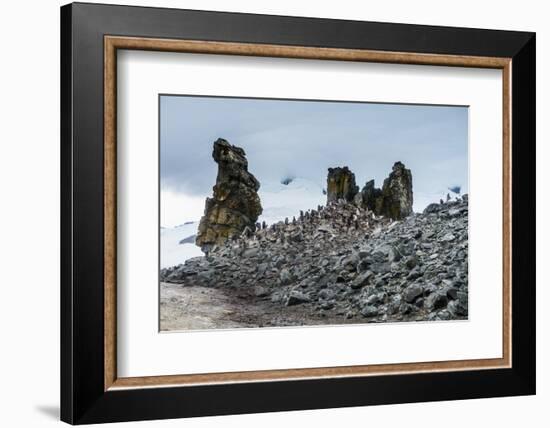 Penguins below dramatic rock formations, Half Moon Bay, South Sheltand Islands, Antarctica, Polar R-Michael Runkel-Framed Photographic Print