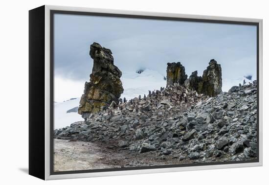 Penguins below dramatic rock formations, Half Moon Bay, South Sheltand Islands, Antarctica, Polar R-Michael Runkel-Framed Premier Image Canvas