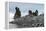 Penguins below dramatic rock formations, Half Moon Bay, South Sheltand Islands, Antarctica, Polar R-Michael Runkel-Framed Premier Image Canvas