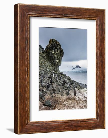 Penguins below dramatic rock formations, Half Moon Bay, South Sheltand islands, Antarctica-Michael Runkel-Framed Photographic Print