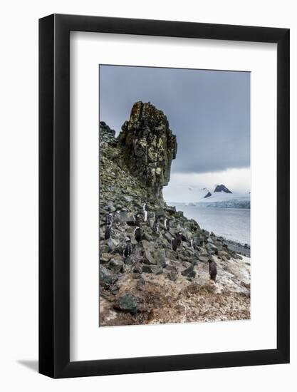 Penguins below dramatic rock formations, Half Moon Bay, South Sheltand islands, Antarctica-Michael Runkel-Framed Photographic Print