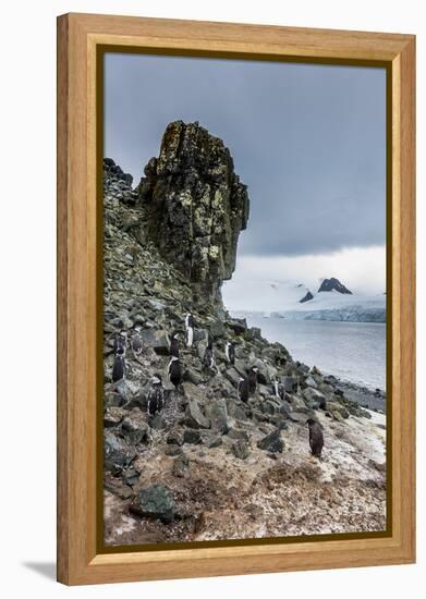 Penguins below dramatic rock formations, Half Moon Bay, South Sheltand islands, Antarctica-Michael Runkel-Framed Premier Image Canvas