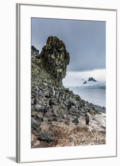 Penguins below dramatic rock formations, Half Moon Bay, South Sheltand islands, Antarctica-Michael Runkel-Framed Photographic Print