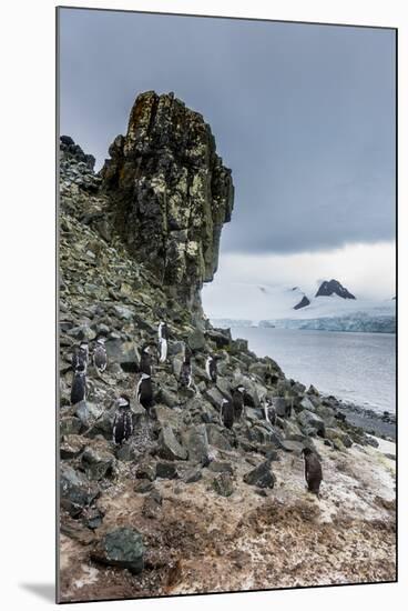 Penguins below dramatic rock formations, Half Moon Bay, South Sheltand islands, Antarctica-Michael Runkel-Mounted Photographic Print