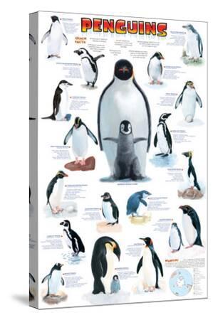 Penguin Chart