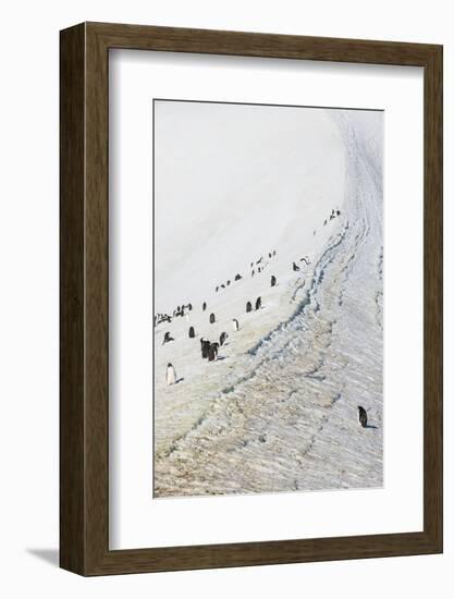 Penguins, Hope Bay, Antarctica, Polar Regions-Michael Runkel-Framed Photographic Print