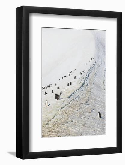 Penguins, Hope Bay, Antarctica, Polar Regions-Michael Runkel-Framed Photographic Print