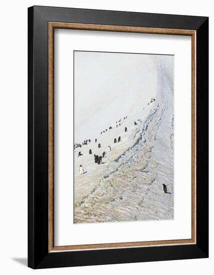 Penguins, Hope Bay, Antarctica, Polar Regions-Michael Runkel-Framed Photographic Print