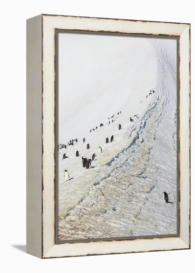 Penguins, Hope Bay, Antarctica, Polar Regions-Michael Runkel-Framed Premier Image Canvas