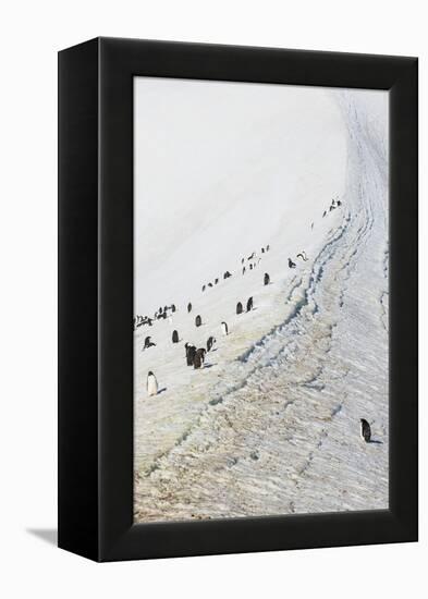 Penguins, Hope Bay, Antarctica, Polar Regions-Michael Runkel-Framed Premier Image Canvas