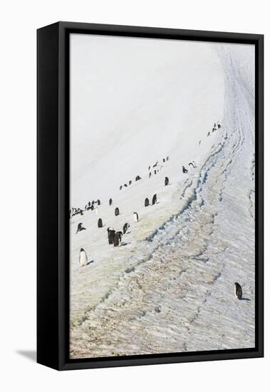 Penguins, Hope Bay, Antarctica, Polar Regions-Michael Runkel-Framed Premier Image Canvas