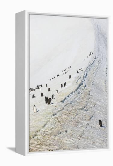 Penguins, Hope Bay, Antarctica, Polar Regions-Michael Runkel-Framed Premier Image Canvas