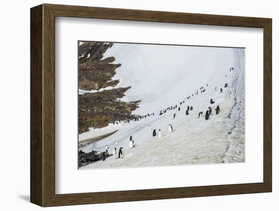 Penguins, Hope Bay, Antarctica, Polar Regions-Michael Runkel-Framed Photographic Print