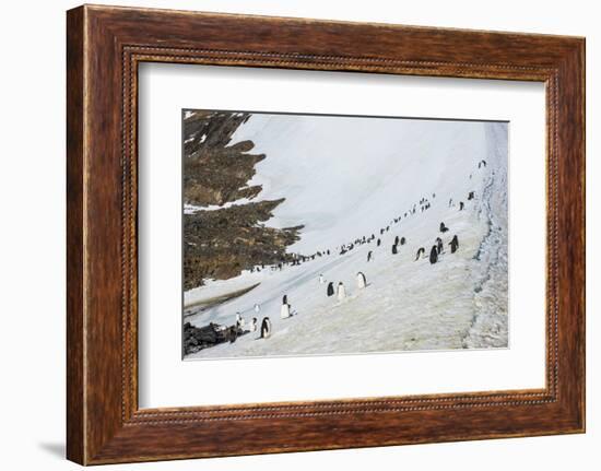 Penguins, Hope Bay, Antarctica, Polar Regions-Michael Runkel-Framed Photographic Print