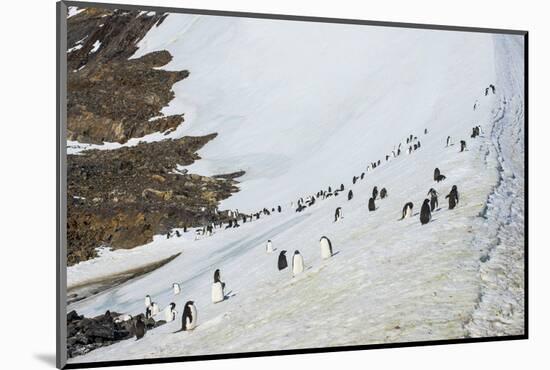 Penguins, Hope Bay, Antarctica, Polar Regions-Michael Runkel-Mounted Photographic Print
