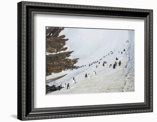 Penguins, Hope Bay, Antarctica, Polar Regions-Michael Runkel-Framed Photographic Print