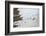 Penguins, Hope Bay, Antarctica, Polar Regions-Michael Runkel-Framed Photographic Print