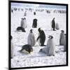 Penguins in the Snow-null-Mounted Photographic Print