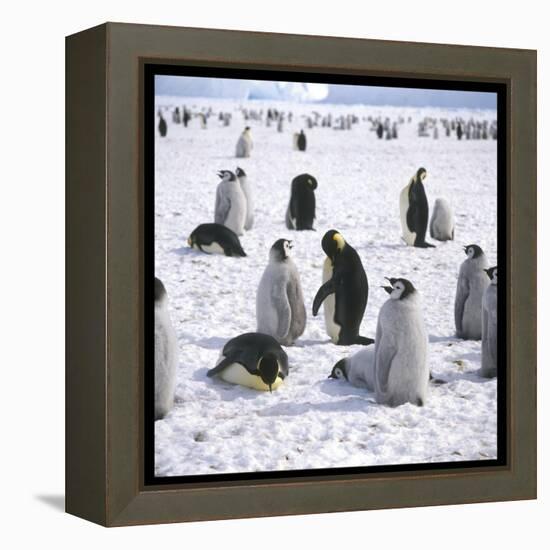 Penguins in the Snow-null-Framed Premier Image Canvas