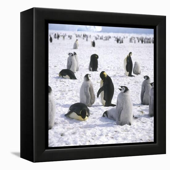 Penguins in the Snow-null-Framed Premier Image Canvas