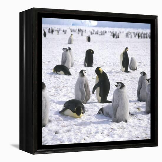 Penguins in the Snow-null-Framed Premier Image Canvas