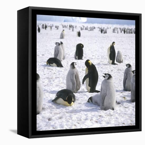 Penguins in the Snow-null-Framed Premier Image Canvas