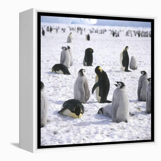 Penguins in the Snow-null-Framed Premier Image Canvas