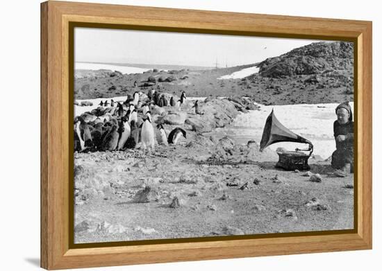 Penguins Listening to the Gramophone During Shackleton's 1907-09 Antarctic Expedition, from 'The…-English Photographer-Framed Premier Image Canvas