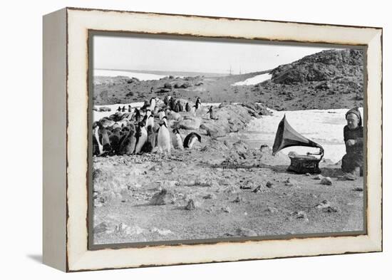 Penguins Listening to the Gramophone During Shackleton's 1907-09 Antarctic Expedition, from 'The…-English Photographer-Framed Premier Image Canvas