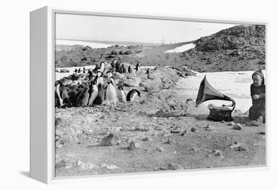 Penguins Listening to the Gramophone During Shackleton's 1907-09 Antarctic Expedition, from 'The…-English Photographer-Framed Premier Image Canvas