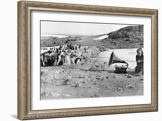 Penguins Listening to the Gramophone During Shackleton's 1907-09 Antarctic Expedition, from 'The…-English Photographer-Framed Giclee Print