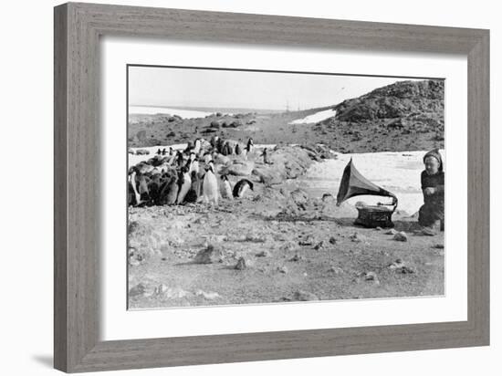 Penguins Listening to the Gramophone During Shackleton's 1907-09 Antarctic Expedition, from 'The…-English Photographer-Framed Giclee Print