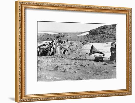 Penguins Listening to the Gramophone During Shackleton's 1907-09 Antarctic Expedition, from 'The…-English Photographer-Framed Giclee Print