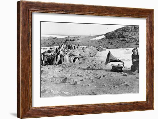 Penguins Listening to the Gramophone During Shackleton's 1907-09 Antarctic Expedition, from 'The…-English Photographer-Framed Giclee Print