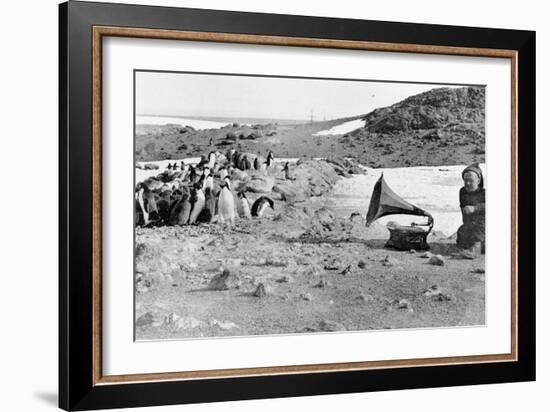 Penguins Listening to the Gramophone During Shackleton's 1907-09 Antarctic Expedition, from 'The…-English Photographer-Framed Giclee Print