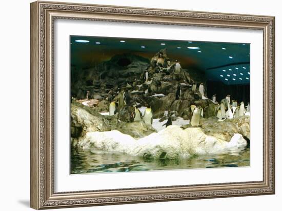 Penguins, Loro Parque, Tenerife, Canary Islands, 2007-Peter Thompson-Framed Photographic Print