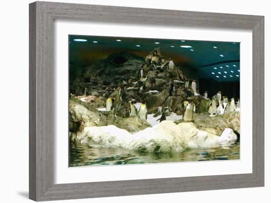 Penguins, Loro Parque, Tenerife, Canary Islands, 2007-Peter Thompson-Framed Photographic Print