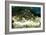 Penguins, Loro Parque, Tenerife, Canary Islands, 2007-Peter Thompson-Framed Photographic Print